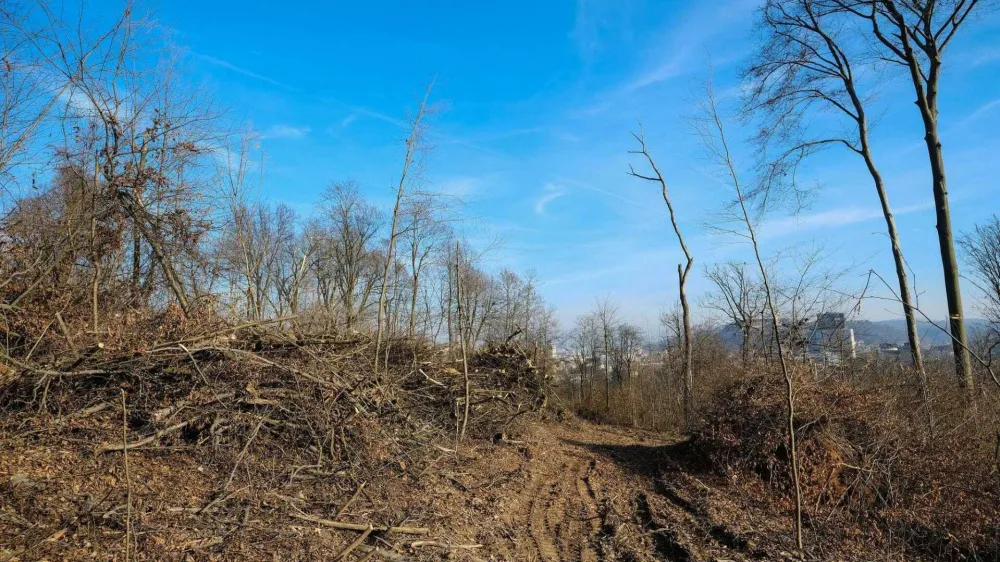 Obsežna sečnja dreves, ki od sredine decembra poteka na območju gozda, ki sodi pod okrilje Krajinskega parka Tivoli, Rožnik in Šišenski hrib in je v lasti Mestne občine Ljubljana (MOL),