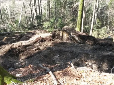 V družbi Slovenski državni gozdovi poudarjajo, da redno sečnjo izvajajo z namenom, da se izboljša stabilnost gozda in s tem tudi odpornost proti škodljivim organizmom. Foto: arhiv bralke