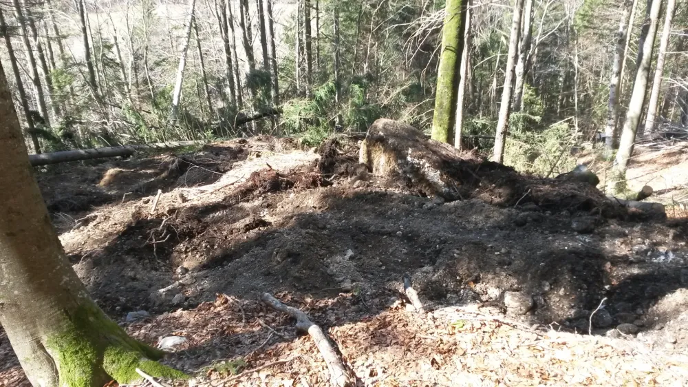 V družbi Slovenski državni gozdovi poudarjajo, da redno sečnjo izvajajo z namenom, da se izboljša stabilnost gozda in s tem tudi odpornost proti škodljivim organizmom. Foto: arhiv bralke