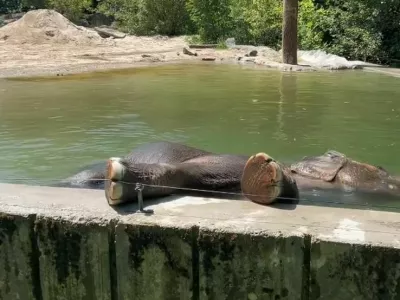 Slonica Ganga uživa med namakanjem v bazenu.