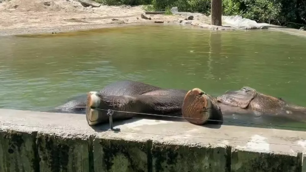 Slonica Ganga uživa med namakanjem v bazenu.