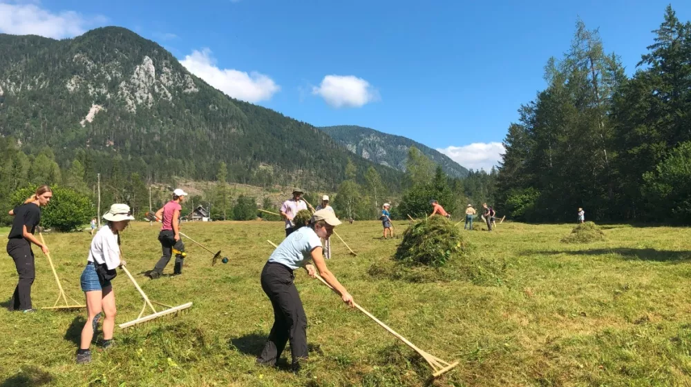 Medtem ko so sodelavci iz TNP kosili travnik, so travo dijaki in študenti grabili na kupe. Foto: Eva Branc