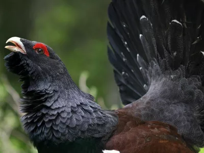 Divji petelin, največja gozdna kura pri nas, je s projektom VrH Julijcev dobil mirna območja, da bi ga obiskovalci čim manj vznemirjali. / Foto: Tomaž Mihelič