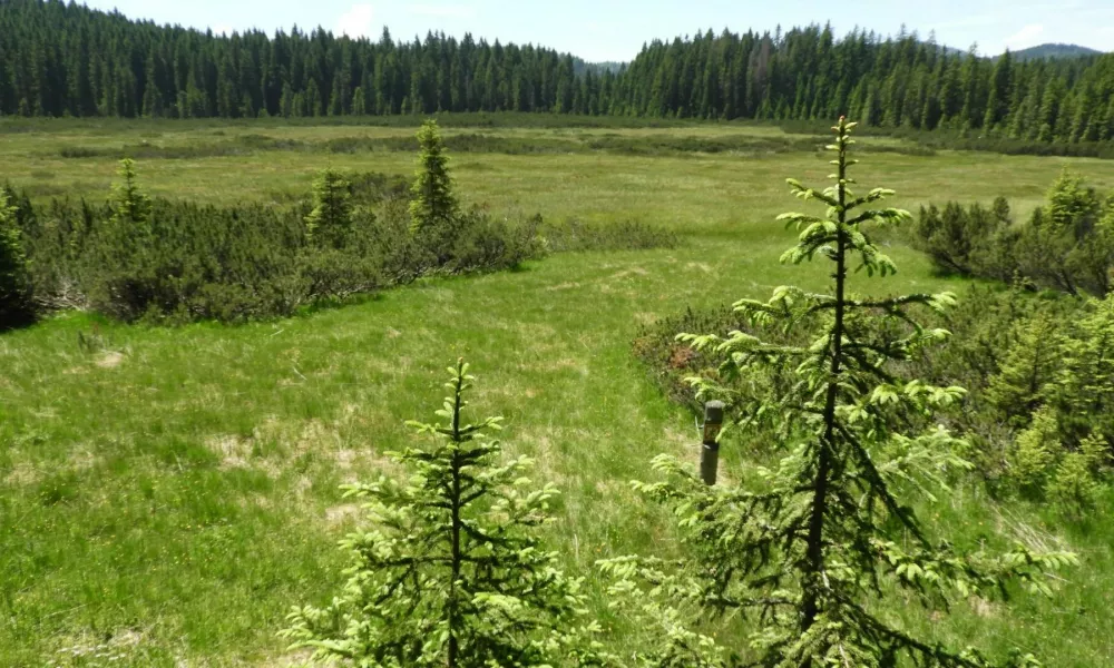 Barje Šijec je najvišje visoko barje na Pokljuki in pod njim leži tudi petmetrska plast podtalnice, ki je pomemben rezervoar pitne vode za okoliške kraje.