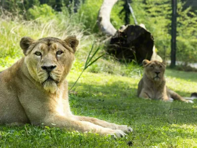 Ljubljana, ZOO Ljubljana.Levinji Zivana in Caja.