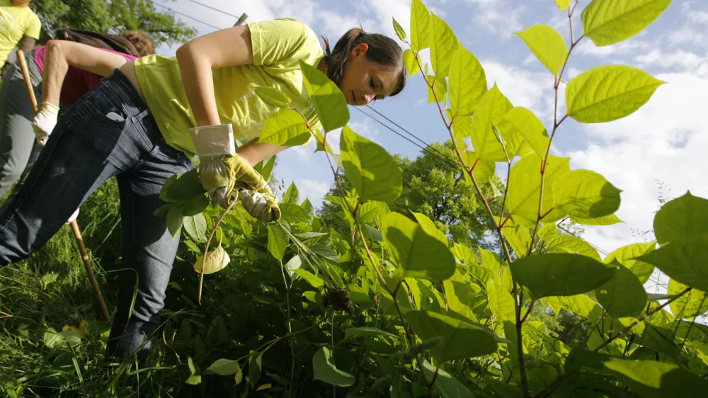 - ruvanje strupene rastline po imenom japonski dresnik - plevel - Društvo študentov biologije in člani društva Ekologi so organizirali akcijo odstranjevanja invazivnih tujerodnih rastlinskih vrst z naslovom »Invazivne vrste le prek moje krste«. /FOTO: Jaka Adamič