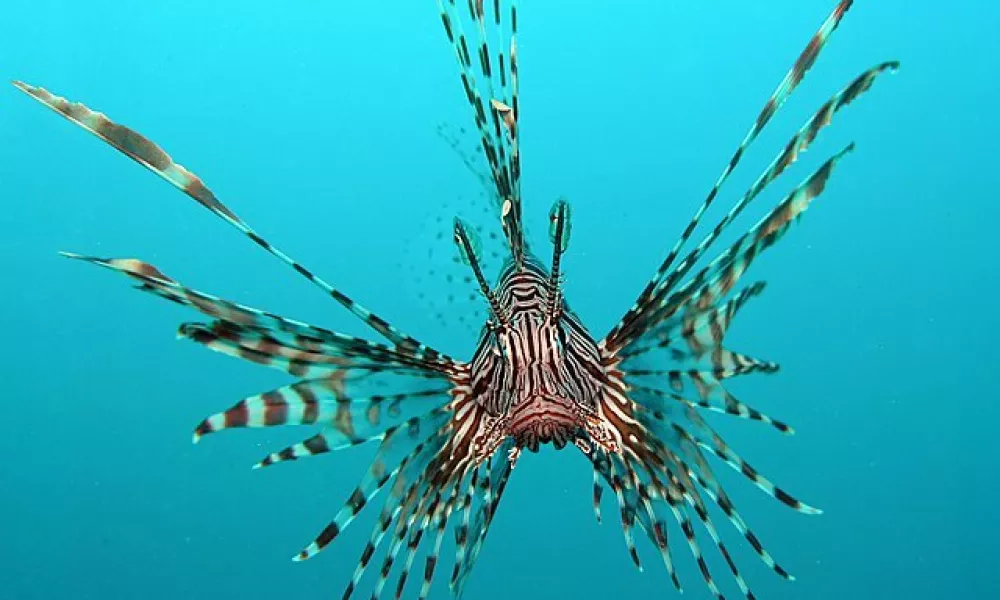 Velika plamenka ali navadna plamenka (znanstveno ime Pterois volitans) je strupena riba iz družine bodik (Scorpaenidae). Prebiva v Indijskem in Pacifiškem oceanu, v zadnjem času pa tudi ob vzhodni obali ZDA. Je priljubljena akvarijska riba.