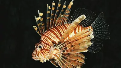 Velika plamenka ali navadna plamenka (znanstveno ime Pterois volitans) je strupena riba iz družine bodik (Scorpaenidae). Prebiva v Indijskem in Pacifiškem oceanu, v zadnjem času pa tudi ob vzhodni obali ZDA. Je priljubljena akvarijska riba.