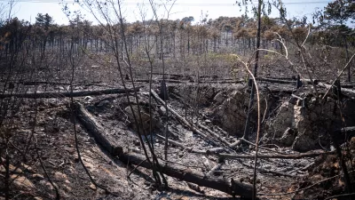 Na Krasu opozarjajo, da zaraščanje le še povečuje veliko požarno ogroženost, ustreznih ukrepov za odpravljanje zaraščenosti pa ni dovolj. Foto:  STA 