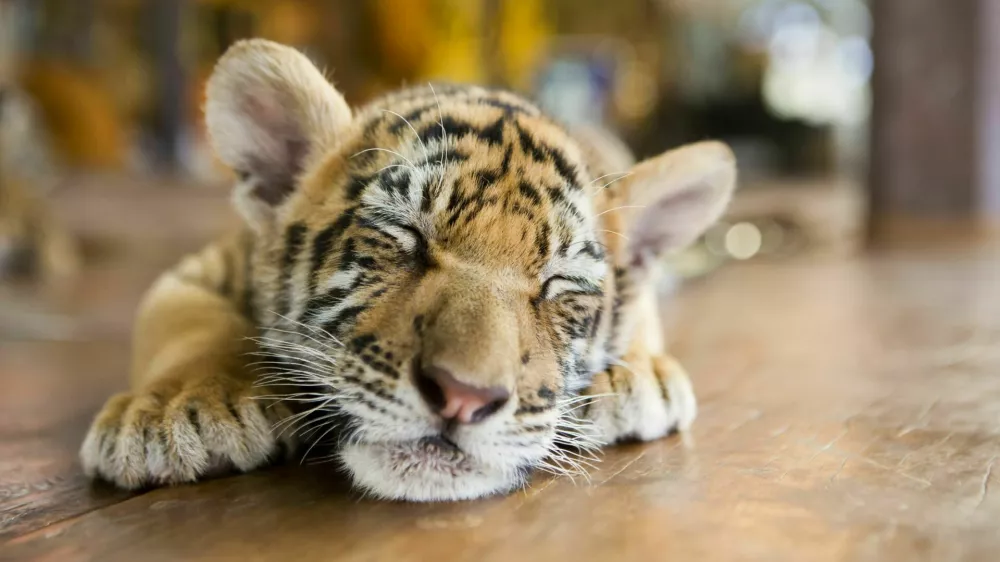 Portrait of a little tiger cub lies dormant sleeping on the wooden floor. Shallow depth of field / Foto: Fly_dragonfly