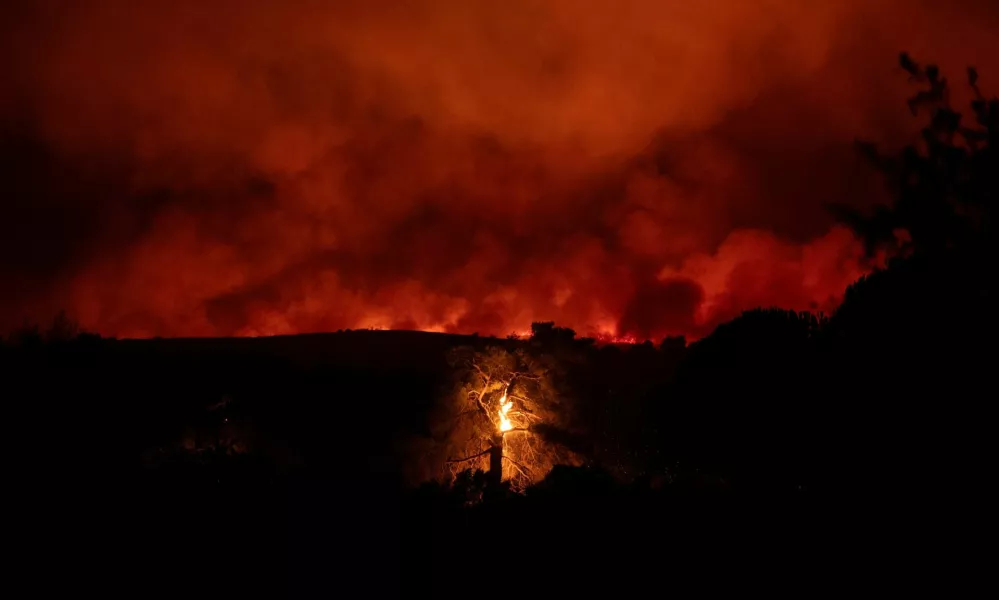 A tree burns as flames and smoke rise from a wildfire burning in the village of Varnavas, near Athens, Greece, August 11, 2024. REUTERS/Hilary Swift   TPX IMAGES OF THE DAY