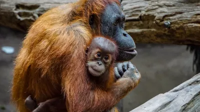 Orangutan. simbolična fotografija.