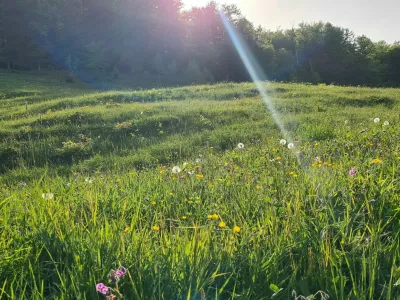 Narava pomlad april sonce travnik