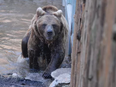 Rjavi medved, ZOO - Živalski vrt ljubljana ,// FOTO: Luka CjuhaOPOMBA: ZA OBJAVO V SOBOTNI PRILOGI DNEVNIK– REPORTAŽA