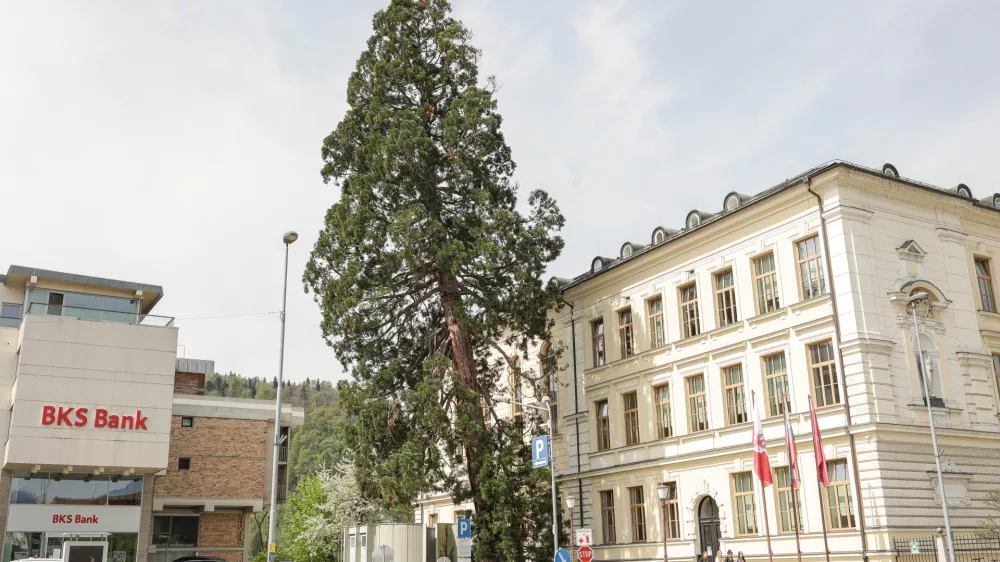 Mogočna sekvoja zaradi poškodovanosti koreninskega sistema ni več sposobna držati lastne teže, zato jo bodo danes posekali. Foto: Saša Despot