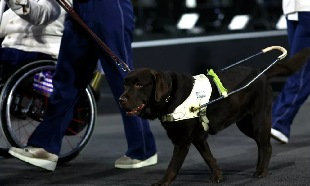 Paris 2024 Paralympics - Opening Ceremony - Paris, France - August 28, 2024 An assistance dog is seen during the opening ceremony REUTERS/Kacper Pempel