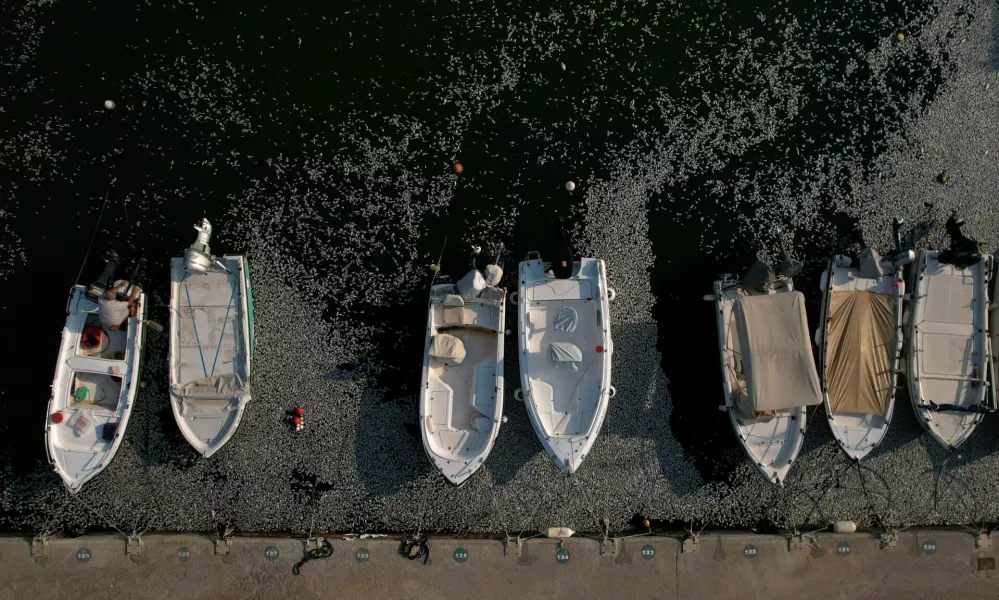 A man sits in a boat as tonnes of dead fish have washed up in the port of Volos, Greece, August 28, 2024. REUTERS/Alexandros Avramidis   TPX IMAGES OF THE DAY