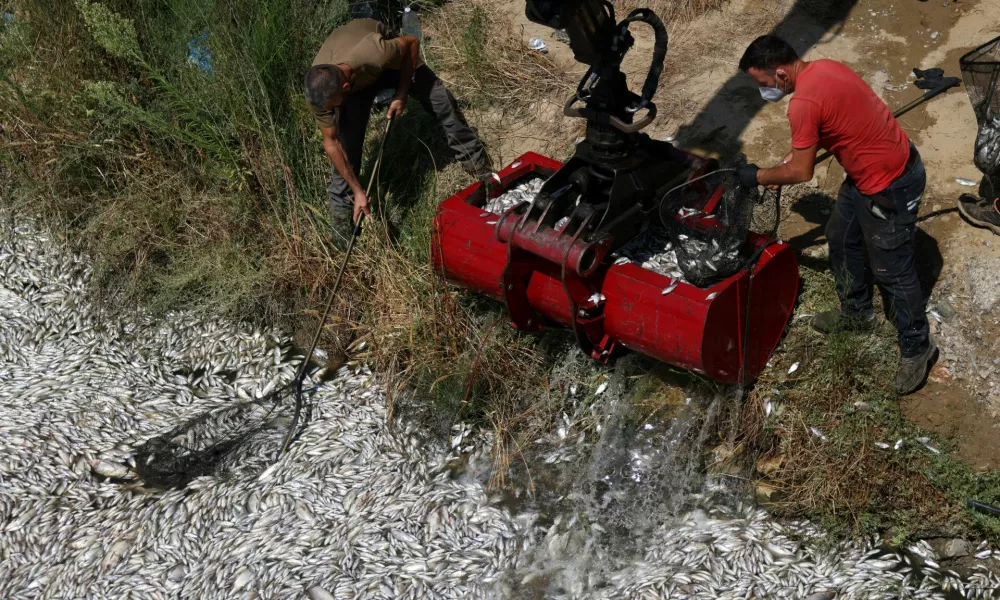 Men clear dead fish, as tonnes of it have washed up on the stream near the port of Volos, Greece, August 28, 2024. REUTERS/Alexandros Avramidis