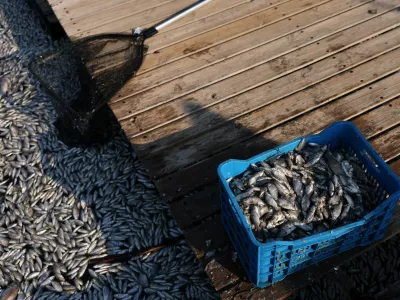 A picture shows dead fish, as tonnes of it have washed up in the port of Volos, Greece, August 28, 2024. REUTERS/Alexandros Avramidis