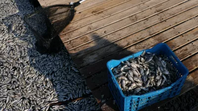 A picture shows dead fish, as tonnes of it have washed up in the port of Volos, Greece, August 28, 2024. REUTERS/Alexandros Avramidis