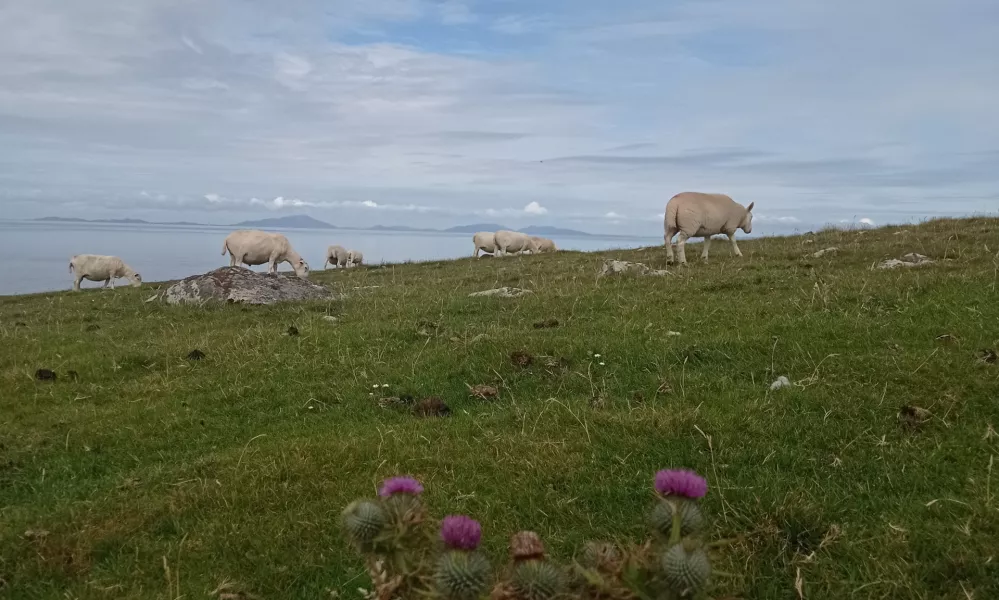 Ovce in osat na škotskem otoku Isle of Skye