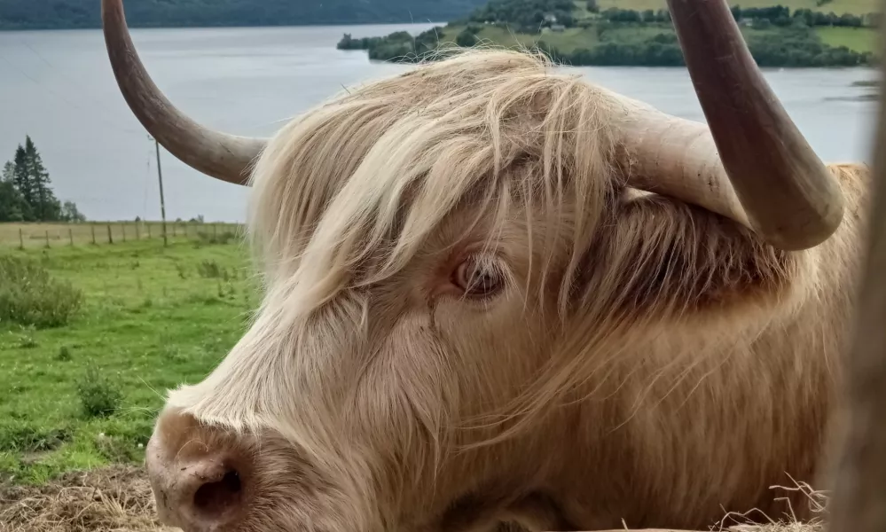 škotsko godevo na jezeru Loch Ness