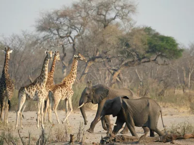 FILE PHOTO: A group of elephants and giraffes walk near a watering hole inside Hwange National Park, in Zimbabwe, October 23, 2019. REUTERS/Philimon Bulawayo/File Photo