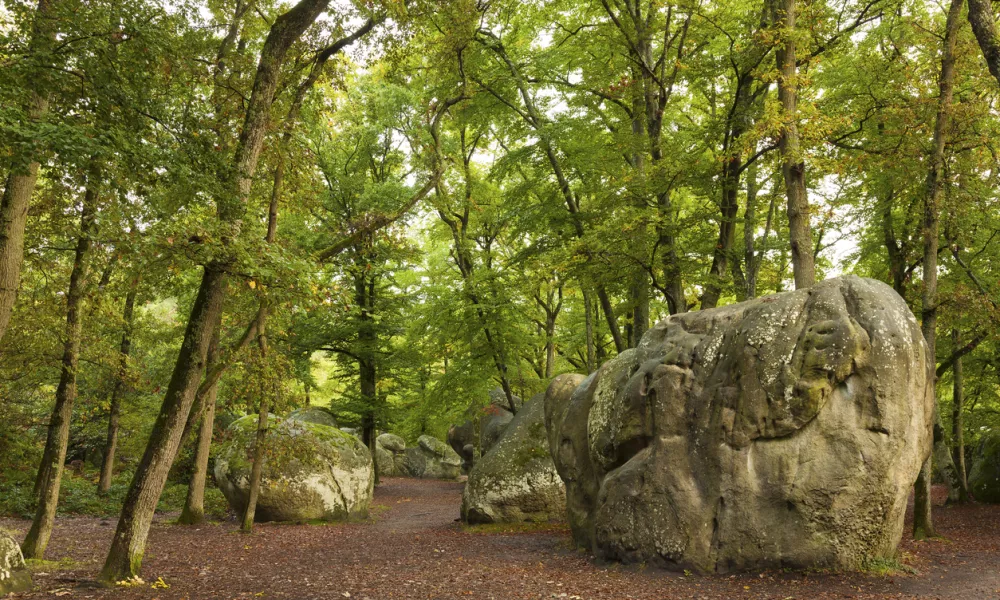 Forest of Fontainebleau, Seine-et-marne, Ile de France, France