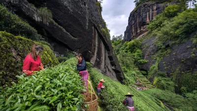 Nabiranje čaja / Foto: Unesco