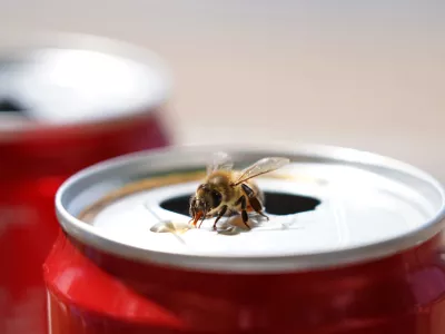 Insect on soda can / Foto: ~usergi15769699