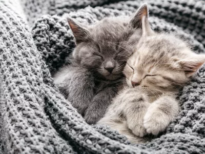 Couple of sleeping kittens in love on Valentine day. Cat noses close up. Family of sleeping kittens in love hug and kiss. Cats cozy sleep at home