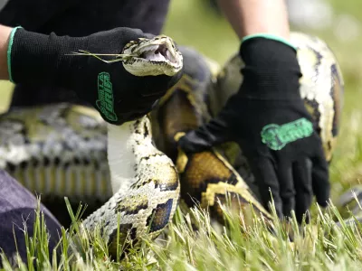 FILE - A Burmese python is held during a safe capture demonstration at a media event for the 2022 Florida Python Challenge, Thursday, June 16, 2022, in Miami. Registration is now open for the 2023 Florida Python Challenge, giving participants a chance to win a share of more than ,000 in prizes while removing invasive Burmese pythons from the wild. The 10-day competition runs Aug. 4–13 and is open to both professional and novice snake hunters. (AP Photo/Lynne Sladky, File)