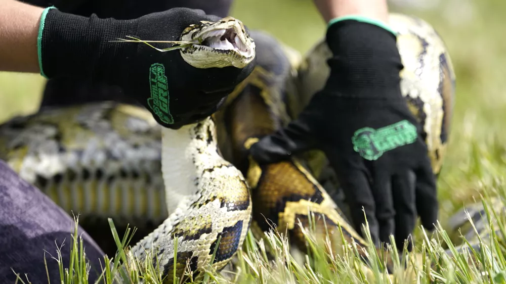 FILE - A Burmese python is held during a safe capture demonstration at a media event for the 2022 Florida Python Challenge, Thursday, June 16, 2022, in Miami. Registration is now open for the 2023 Florida Python Challenge, giving participants a chance to win a share of more than $30,000 in prizes while removing invasive Burmese pythons from the wild. The 10-day competition runs Aug. 4–13 and is open to both professional and novice snake hunters. (AP Photo/Lynne Sladky, File)