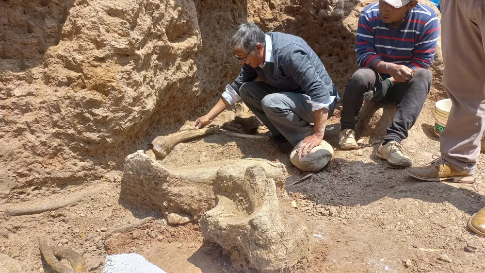 Engineer and mastodon researcher Oscar Diaz cleans remains of an Ice Age mastodon, believed to be between 11,000 and 12,000 years old, in Chambara, Peru September 5, 2024. Museum of Natural History - UNMSM/Handout via REUTERS ATTENTION EDITORS - THIS IMAGE HAS BEEN SUPPLIED BY A THIRD PARTY NO RESALES. NO ARCHIVES. BEST QUALITY AVAILABLE