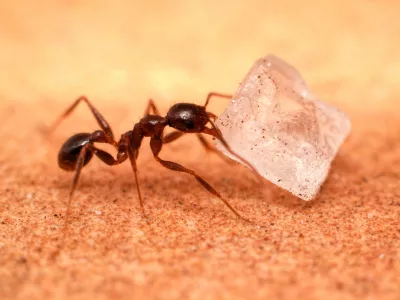 V mestu Kehl so odkrili, da za izpadi elektrike tičijo superkolonije mravelj. Foto: Getty Images