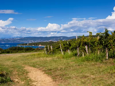 Scenic Vineyards next to the sea in the Istrian countryside Slovenia