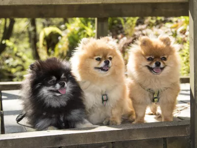 ﻿The Pomeranian (often known as a Pom or Pom Pom) is a breed of dog of the Spitz type, named for the Pomerania region in Central Europe (today part of northern Poland and eastern Germany). Classed as a toy dog breed because of its small size, the Pomeranian is descended from the larger Spitz type dogs, specifically the German Spitz. It has been determined by the FĂÂ©dĂÂ©ration Cynologique Internationale to be part of the German Spitz breed; and in many countries, they are known as the Zwergspitz ("Dwarf-Spitz").