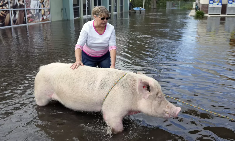 Cindy Evers tries to comfort a pig that was rescued from floodwaters from the Alafia river caused by Hurricane Milton Friday, Oct. 11, 2024, in Lithia, Fla. (AP Photo/Chris O'Meara)