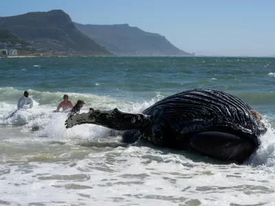 Fishermen and environmental workers struggle in the waves to attach a tow line to a deceased humpback whale washed up on Longbeach Simonstown in Cape Town, South Africa October 15, 2024. REUTERS/Nic Bothma   TPX IMAGES OF THE DAY