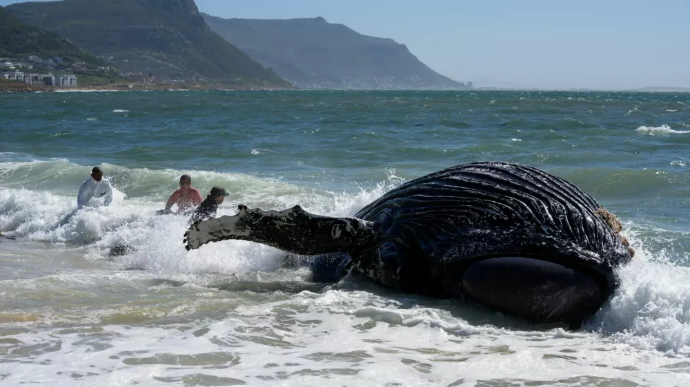 Fishermen and environmental workers struggle in the waves to attach a tow line to a deceased humpback whale washed up on Longbeach Simonstown in Cape Town, South Africa October 15, 2024. REUTERS/Nic Bothma   TPX IMAGES OF THE DAY