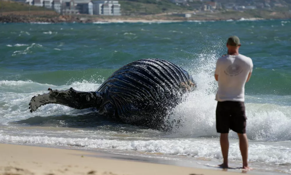 A man takes picture of a deceased humpback whale washed up on Longbeach Simonstown in Cape Town, South Africa October 15, 2024. REUTERS/Nic Bothma   TPX IMAGES OF THE DAY