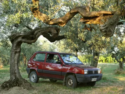 C5N8R6 Fiat Panda parked in an olive grove in Italy.