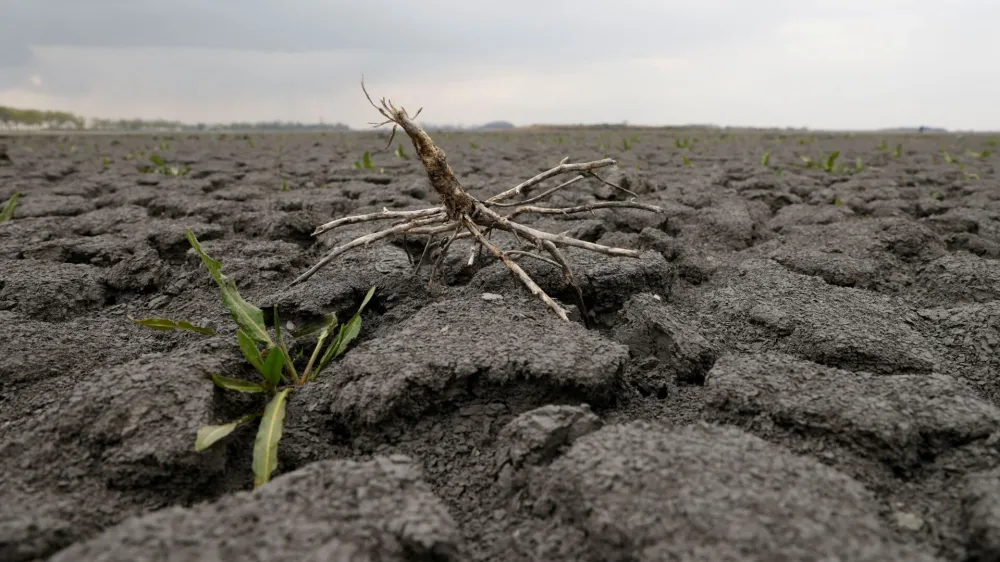 Plant grow on the ground of dried up Lake Zicksee near Sankt Andrae, Austria, April 9, 2023. REUTERS/Leonhard Foeger