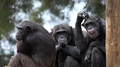 ﻿chimpanzee monkeys a