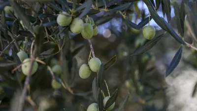 ﻿- oljčni nasad – oljke – olive- 27.09.2018 – Hrvaška Istra - oljkarji - Oljarna IPŠA, Livade - proizvodnja ekstra deviškega istrskega oljčnega olja - oljčno – olivno olje -  //FOTO: Luka Cjuha.