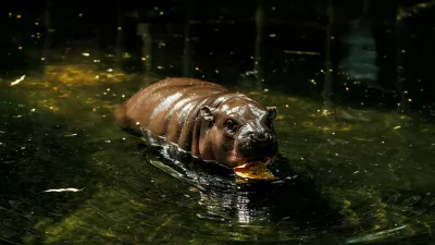 Priljubljena Moo Deng v živalskem vrtu na Tajskem. Foto: Profimedia