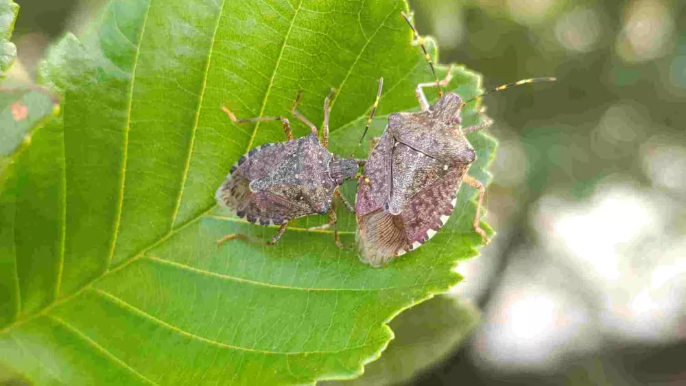 Marmorirana smrdljivka je prišla k nam iz Azije in je danes prevladujoča v naših krajih. / Foto: Dušan Klenovšek, Kozjanski park