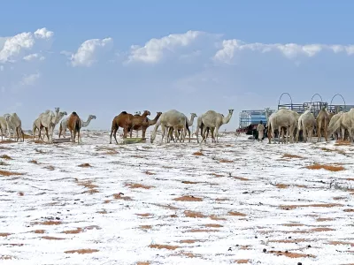 Snow surround camels at their farm in Al Jawf Province, in the north of Saudi Arabia, on Saturday, Nov. 2, 2024. (AP Photo)