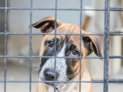 Shelter for homeless dogs, waiting for a new owner / Foto: Awaylgl