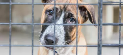 Shelter for homeless dogs, waiting for a new owner / Foto: Awaylgl